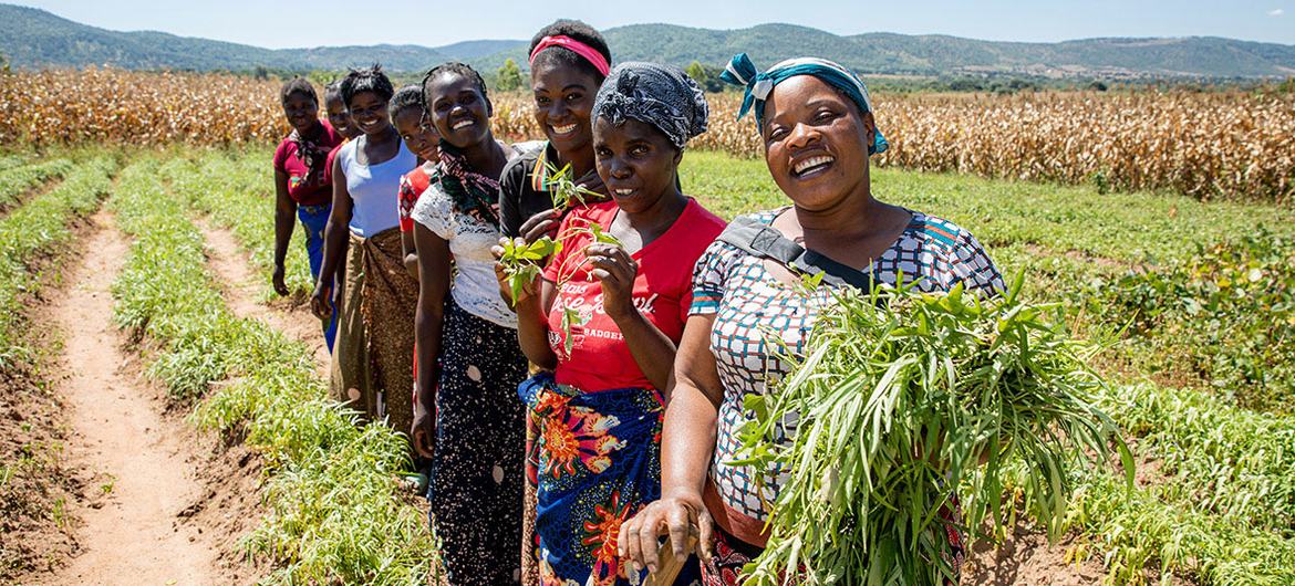 زنانی که بخشی از یک تعاونی کشاورزی زنان هستند که توسط یونیسف و سایر آژانس‌های سازمان ملل حمایت می‌شوند، در چیپاتا، زامبیا، به کشت محصولات خود می‌پردازند.